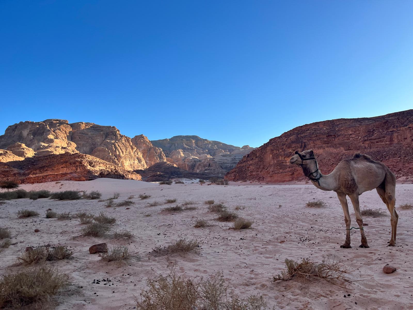 A camel in a wide pink Sinai valley