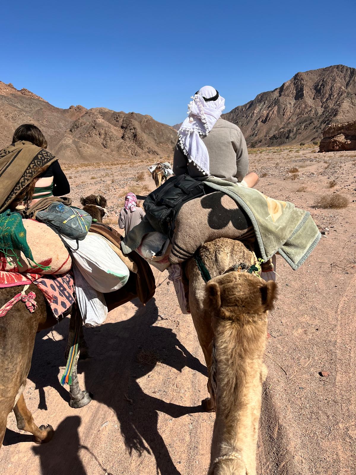 Travelling through Sinai by camel